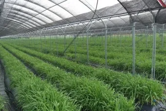 삼채 재배 모종 활착 통풍 확보 잎 수확 반복_13