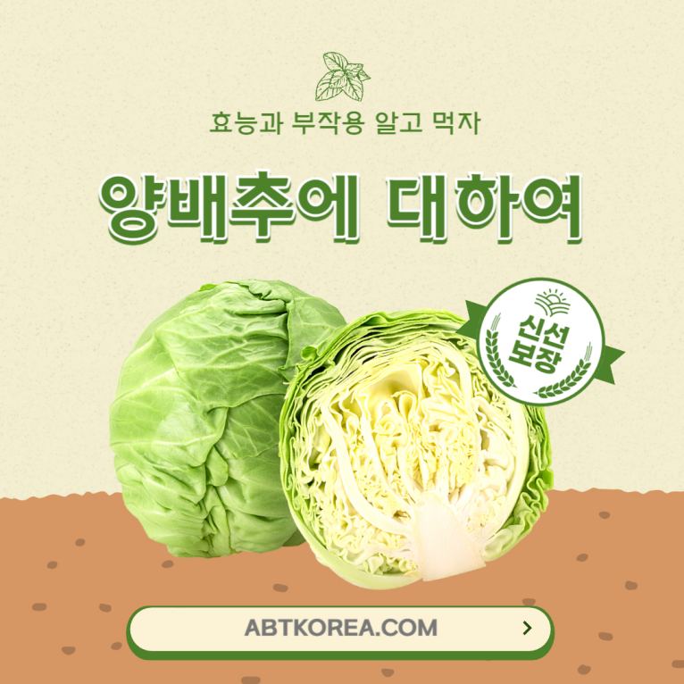 양배추의 효능과 부작용, 좋은 양배추 고르는 법