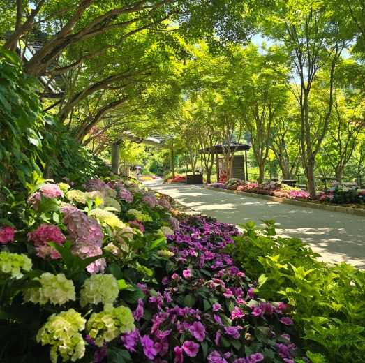 전국 수국 축제 일정