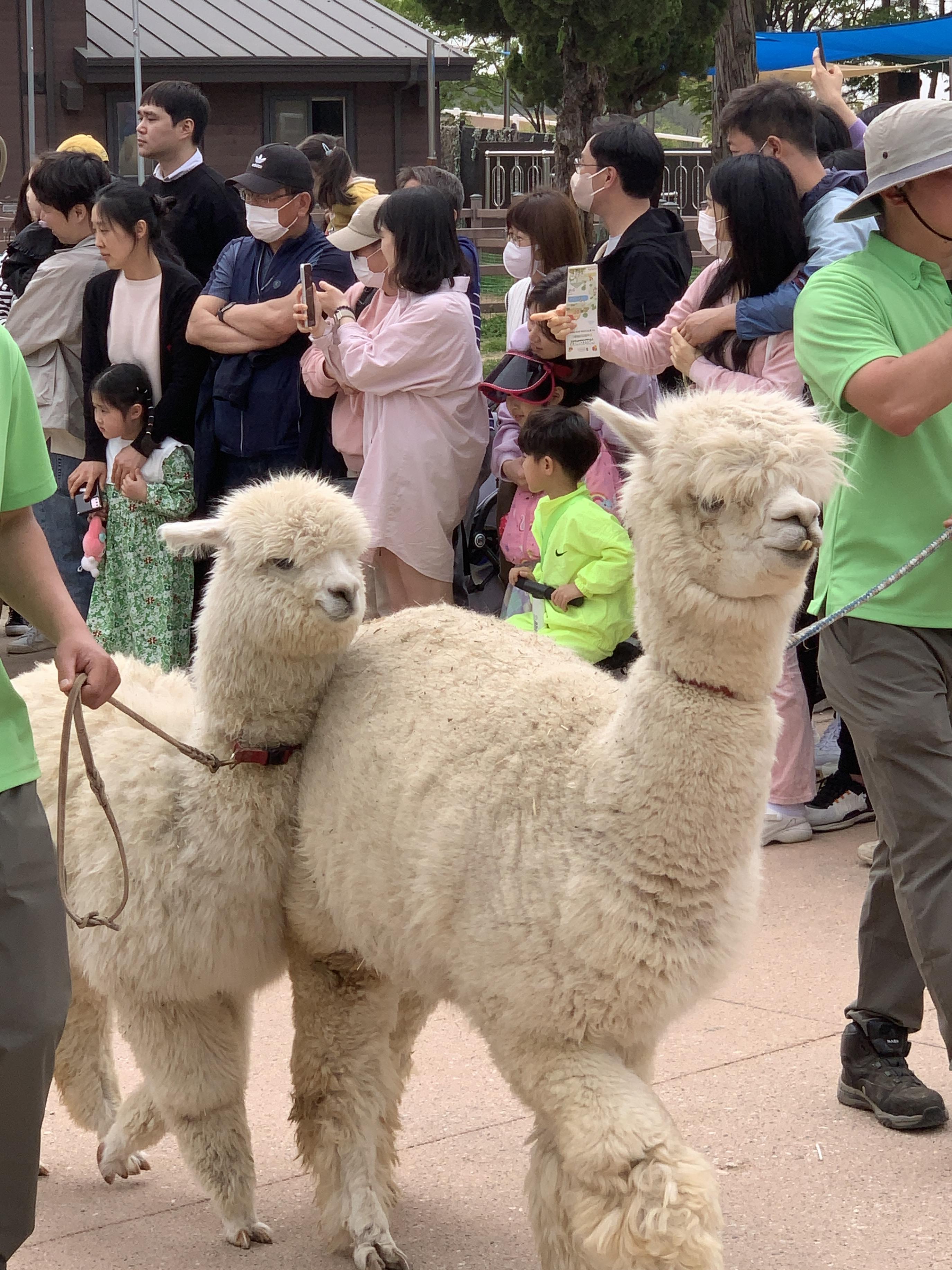 안성팜랜드 동물들 행진 (가축 퍼레이드)