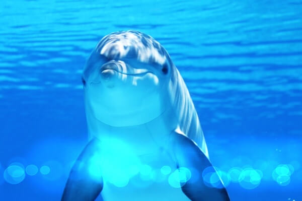 물속을-헤엄치는-돌고래