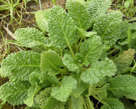 곰보배추의 놀라운 치유력