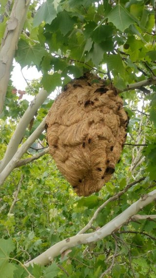 경북대학교 최문보 교수 말벌 전문가