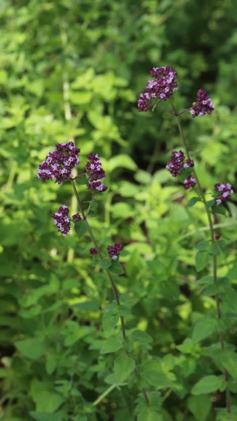 집에서 키울 수 있는 항생 특성 식물