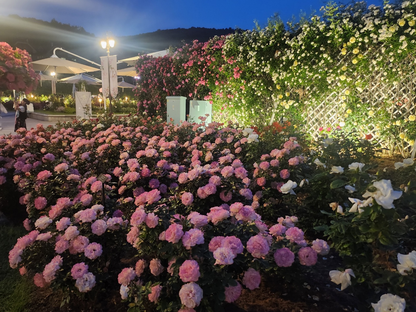 에버랜드 장미축제 야간 방문 후기: 야간 퍼레이드, 불꽃축제 시간, 장소, 1열자리 꿀팁 정리