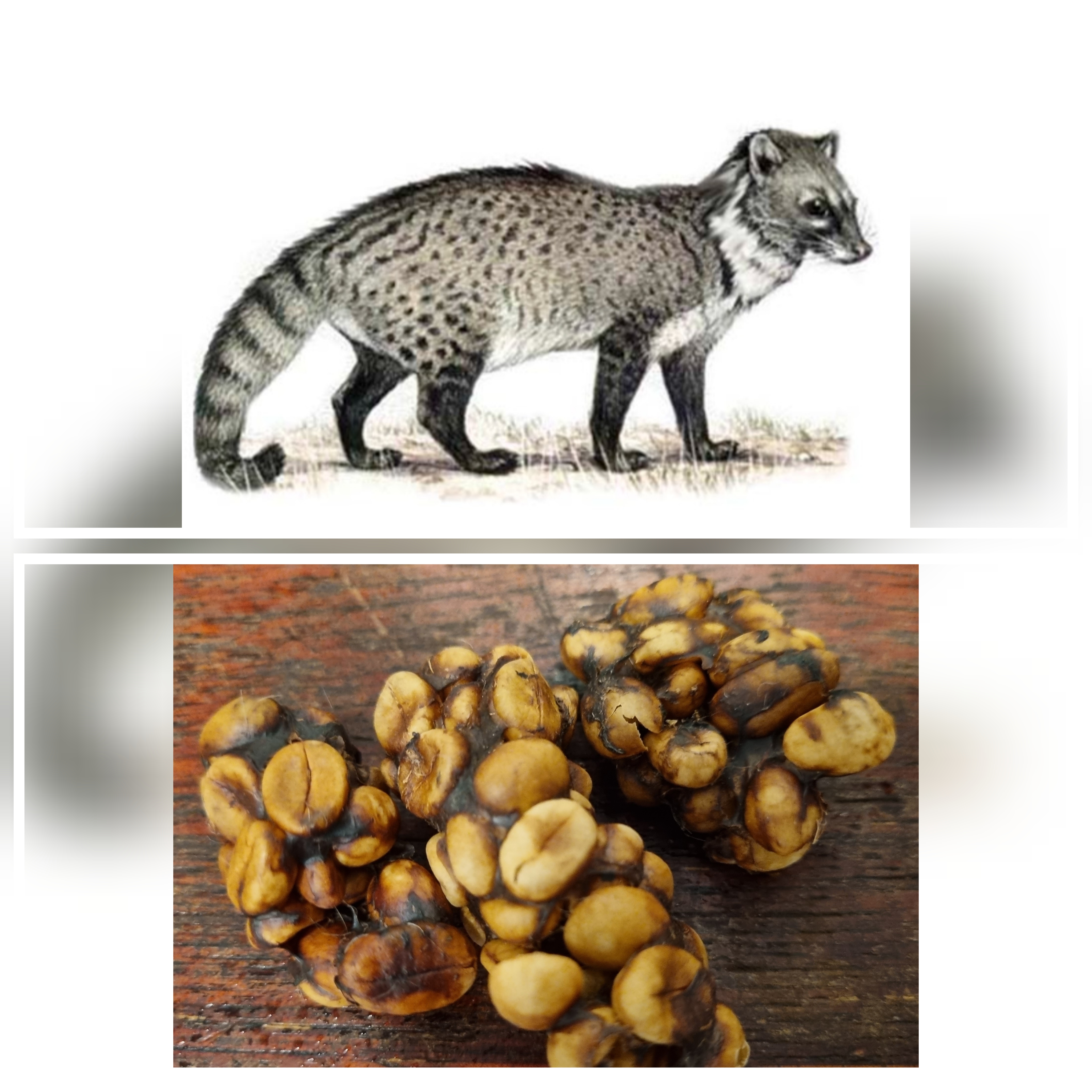 사향고양이와 배설물 사진