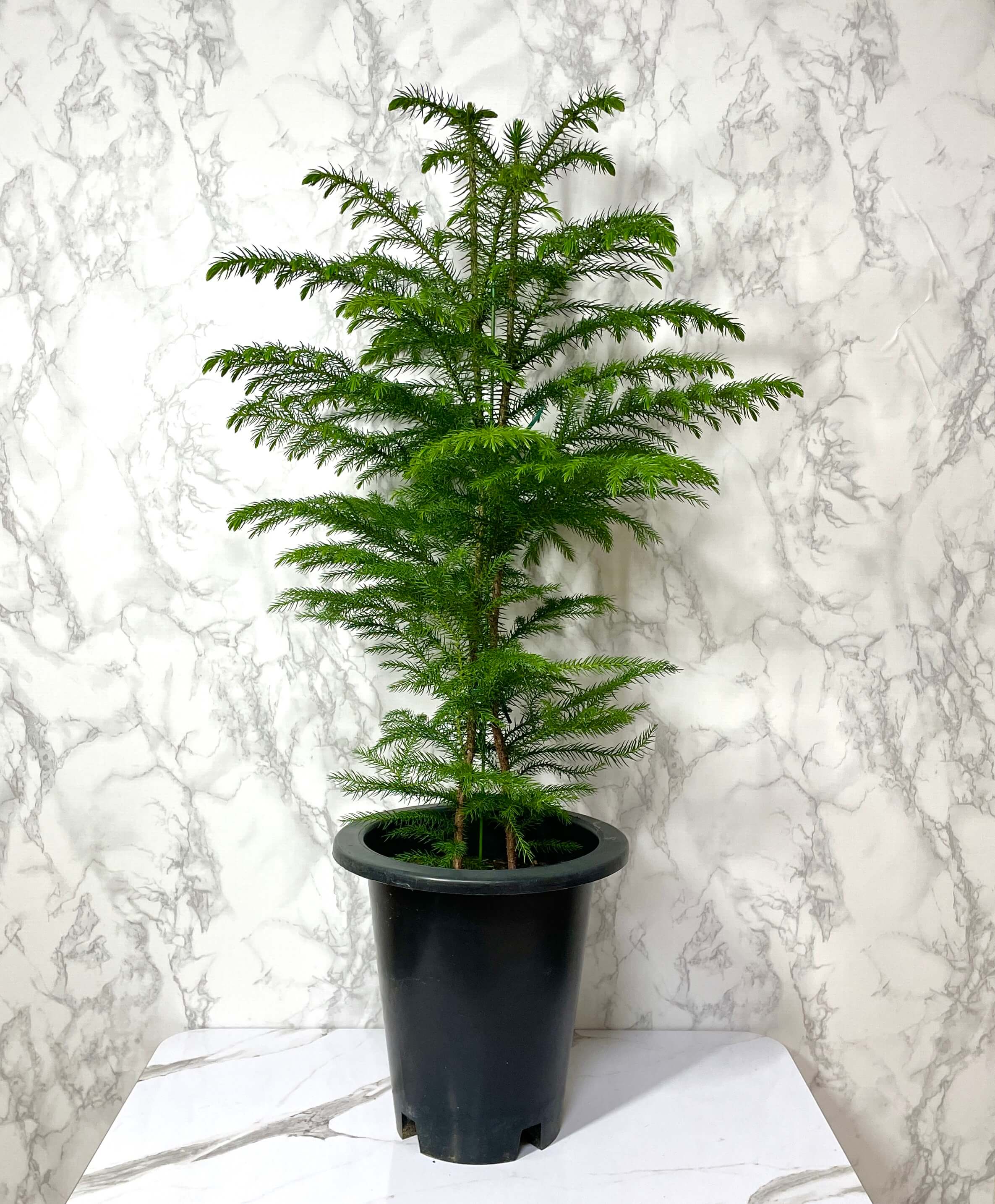 아라우카리아 키우기