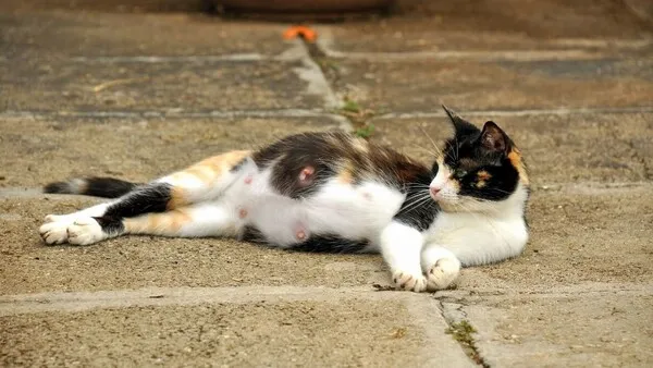 고양이 임신 기간 주기 가능나이 배모양_2