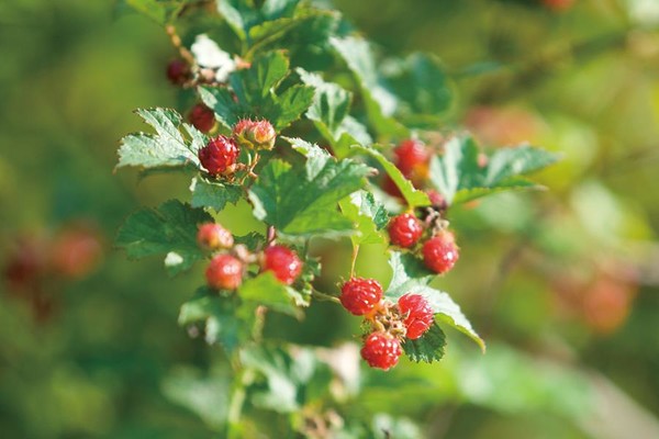 산딸기-사진