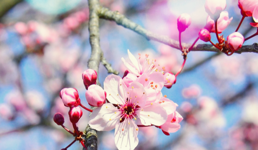 동의보감에서 본 기와 혈