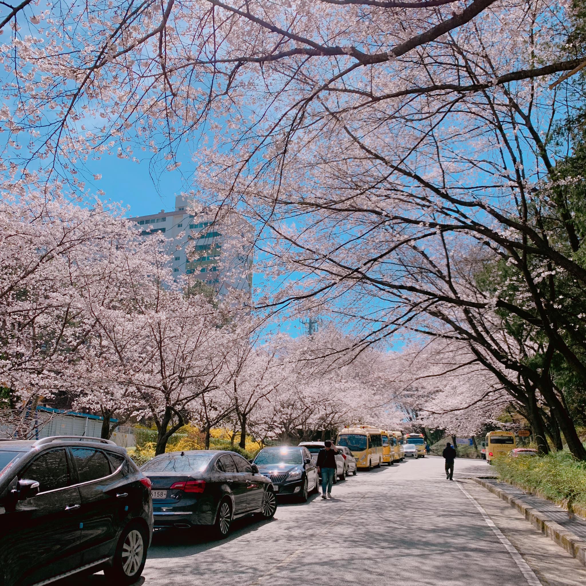 벚꽃 개화시기 2023