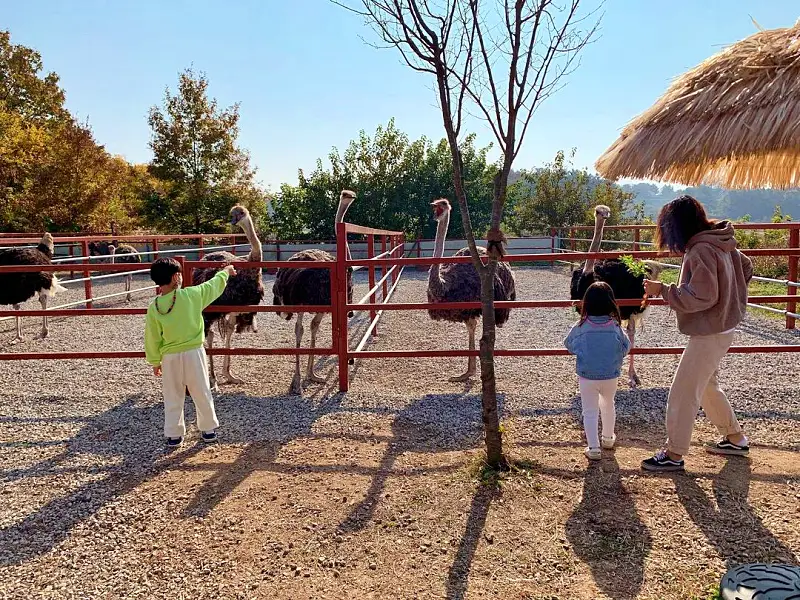 경남 함안 타조 농장 먹이주기, 퀴즈풀기, 알밟기, 교감하기 체험 가볼만한 곳 추천