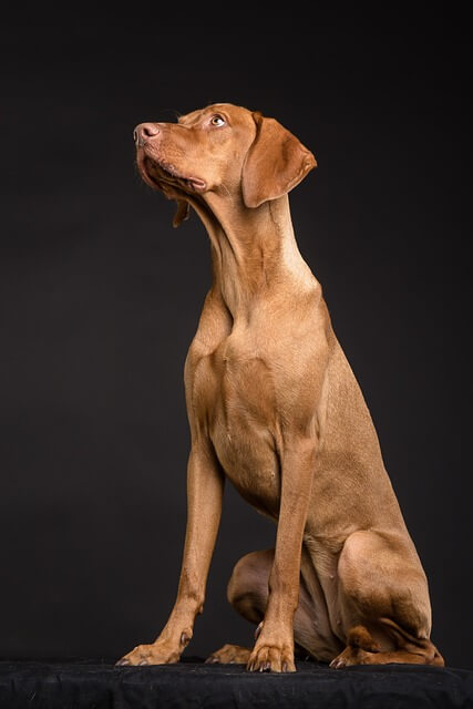 강아지 노즈워크 장난감 직접 만들어주고 지능 개발함 효과 제대로 느낀 이야기