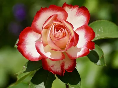 서울장미축제 일정 하는곳 주차장 