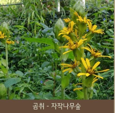 화담숲 예약 (ft. 할인 정보)