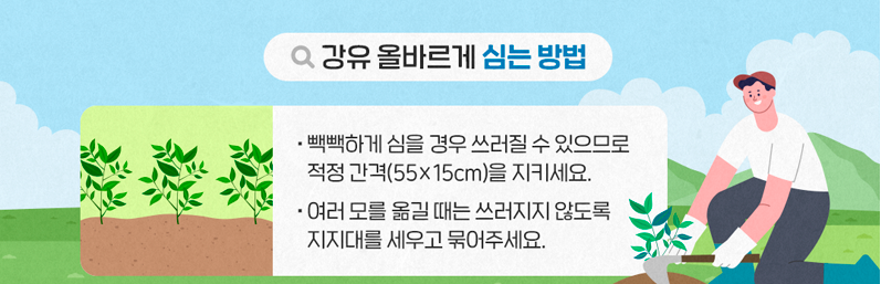 참깨 파종시기 심는 방법