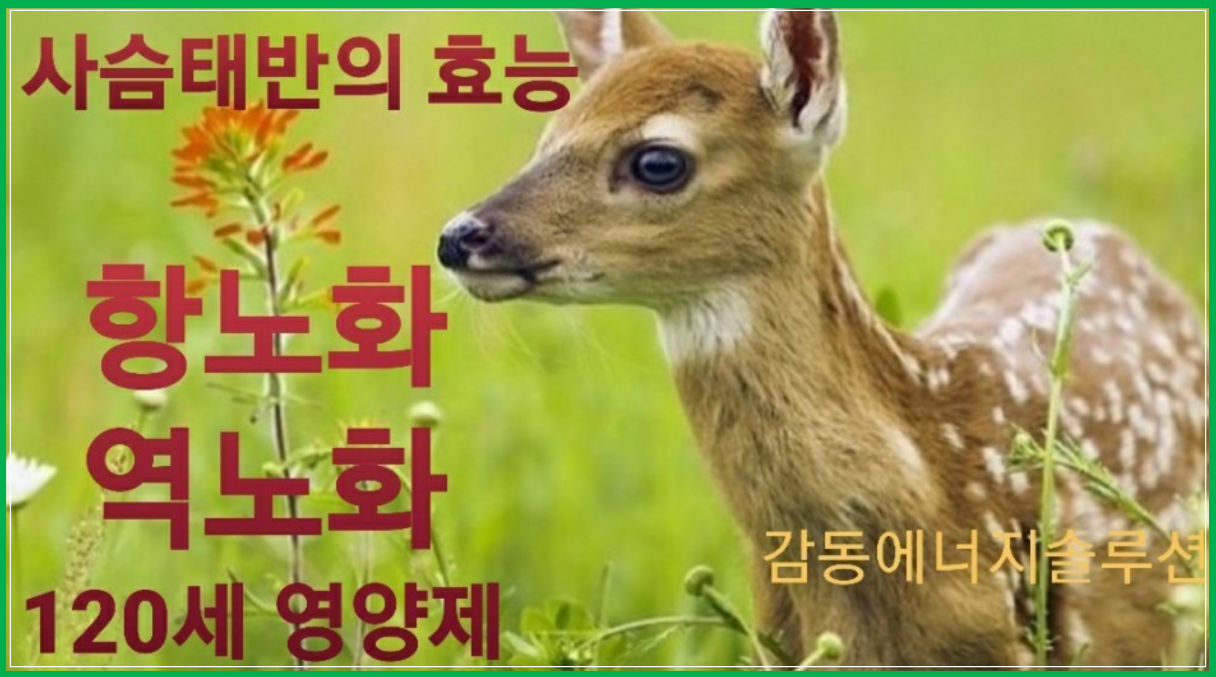 사슴태반 효능