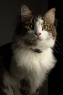 노르웨이숲 고양이 사진