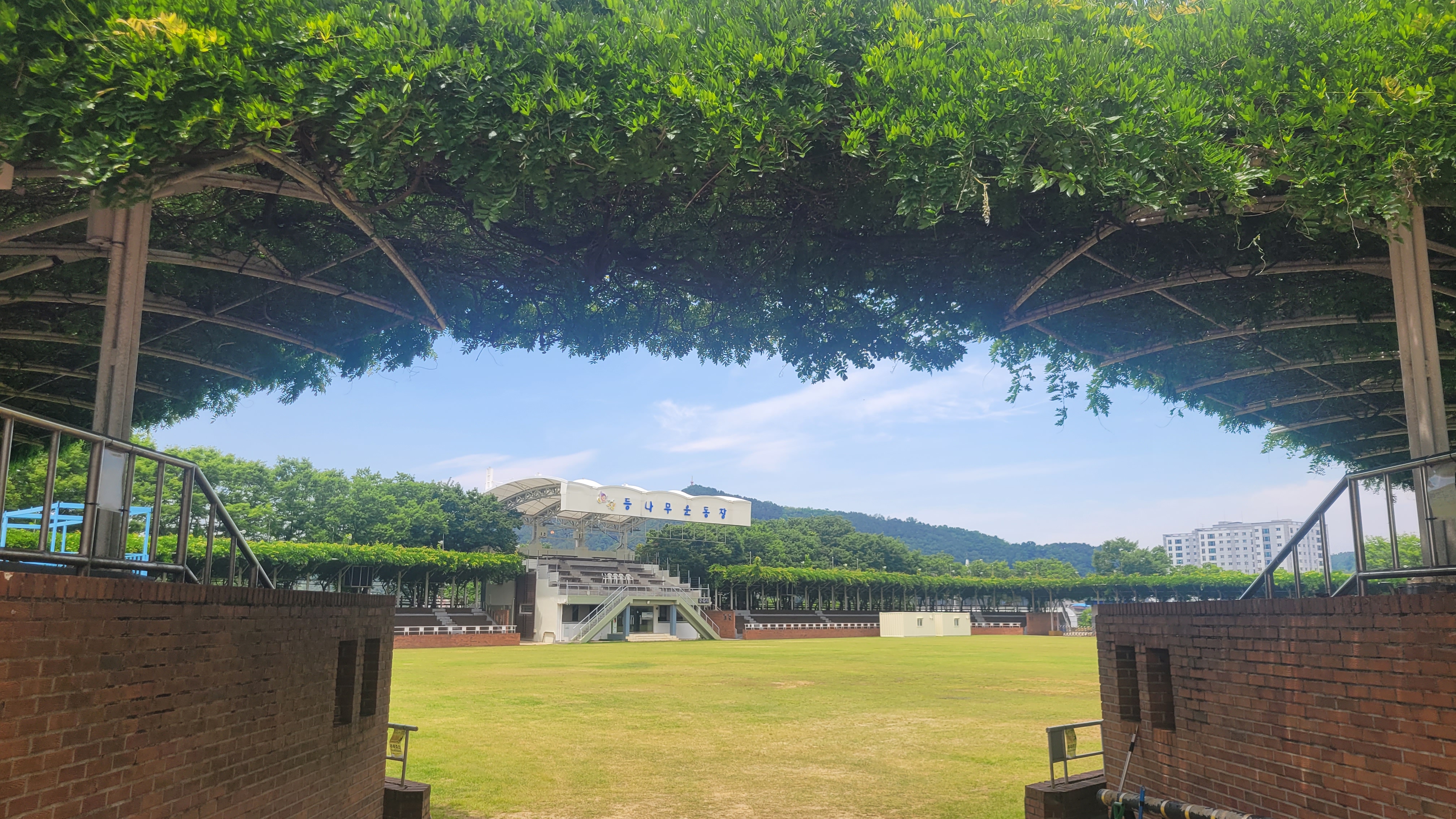 등나무 그늘 무성할 때