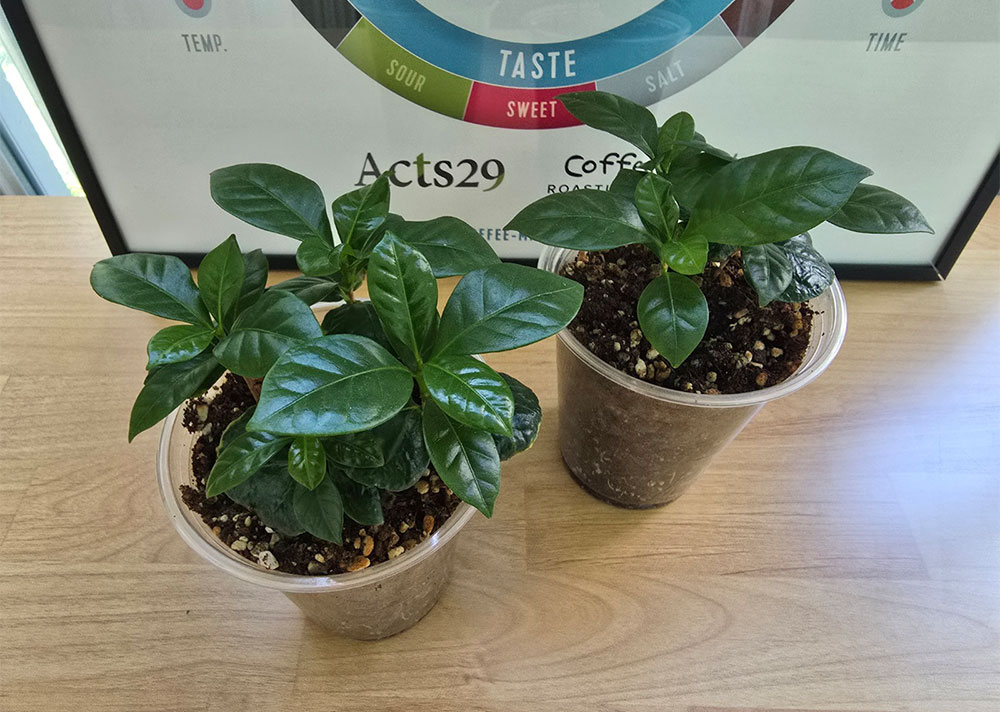 내가 키우는 커피나무 268일차