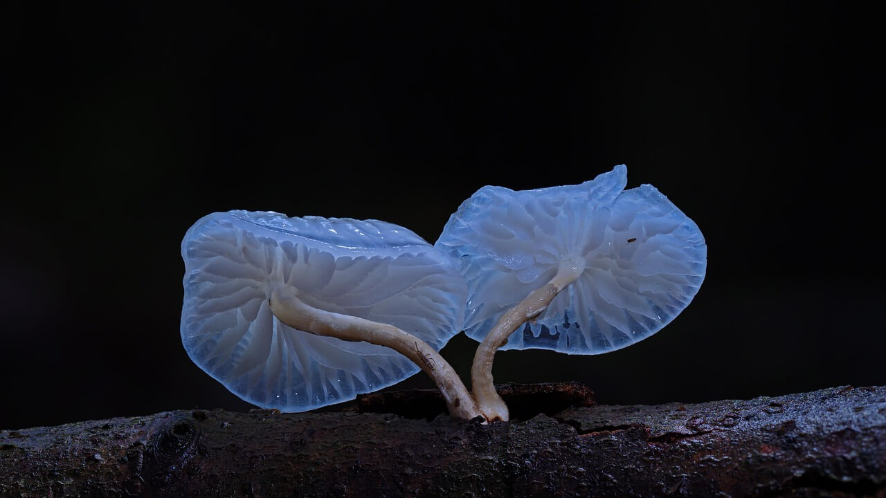 두 버섯이 하나처럼 결합하는 융합 버섯의 발견