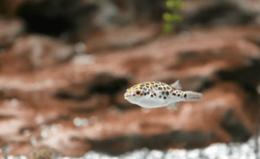 귀여운 외모와 앙증맞은 크기로 인기가 많은 복어