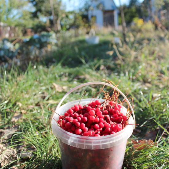 겨울철 기침 예방과 치료에 좋은 음식과 한약재