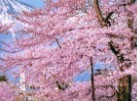 부산-벚꽃-개화시기-4