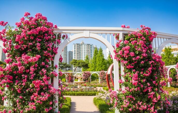 오산 장미 축제 일정