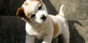 강아지 고개 갸우뚱 이유 의미 뜻_3