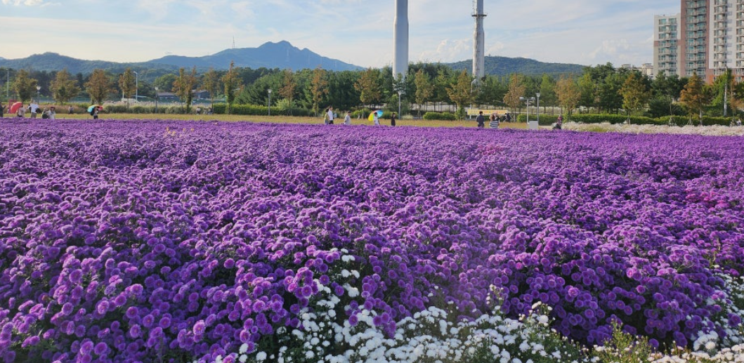 양주 천만송이 천일홍 축제
