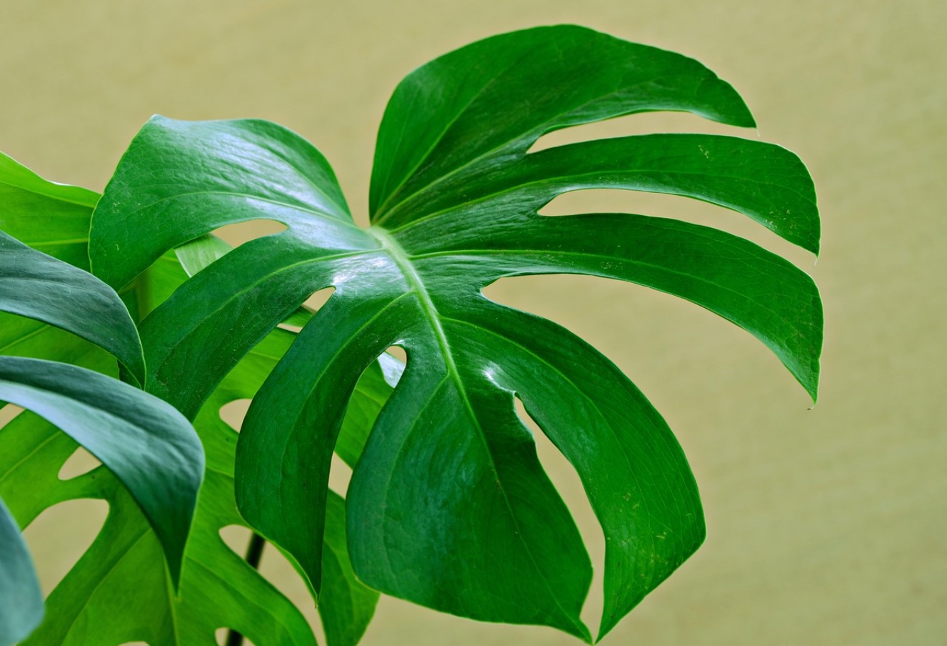 몬스테라 키우기 초보가 자주 하는 질문 TOP 9 정리