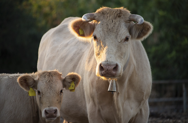 2024년 갑진년 소띠 운세