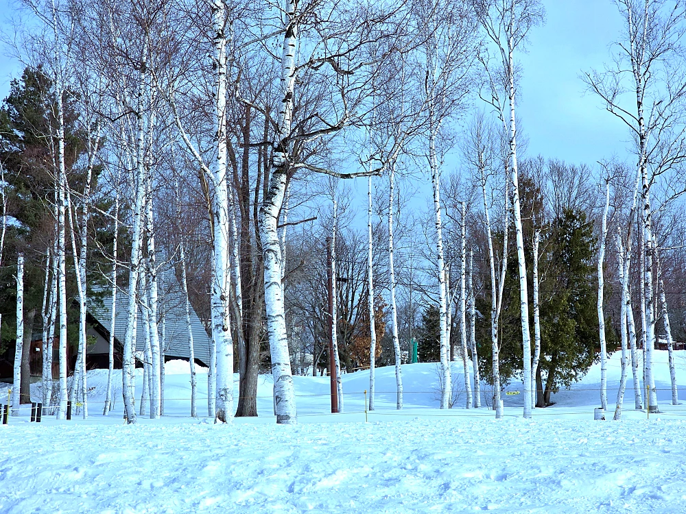 아사히야마 동물원 펭귄 워크 관광8