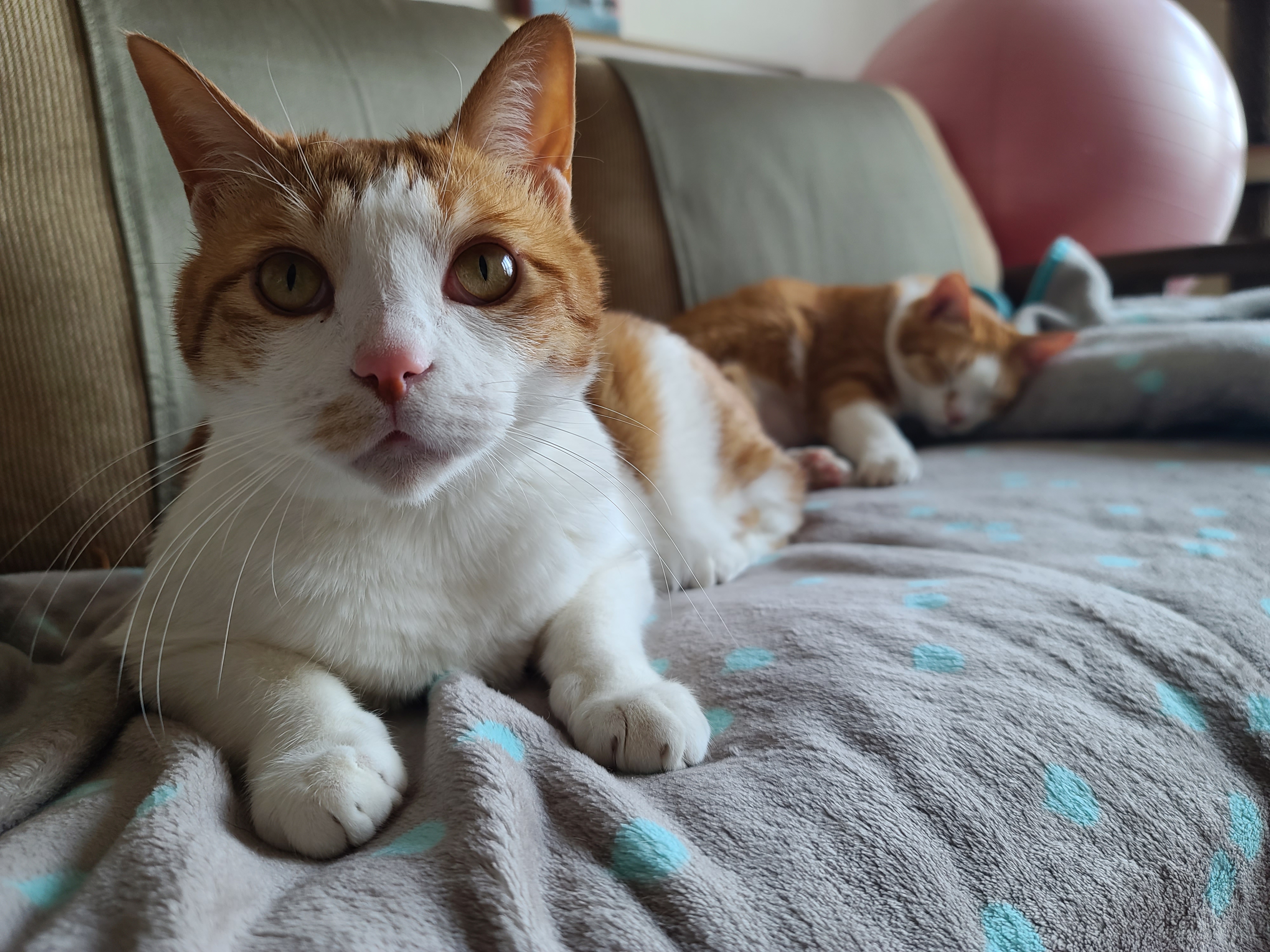 우리집 고양이들에게 치즈냥이 호야의 존재는..