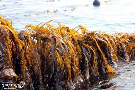 제11회 기장미역다시마 축제 기본일정과 특징 소개