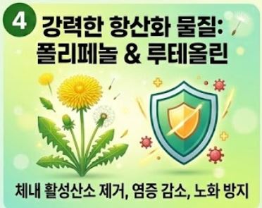 민들레 효능