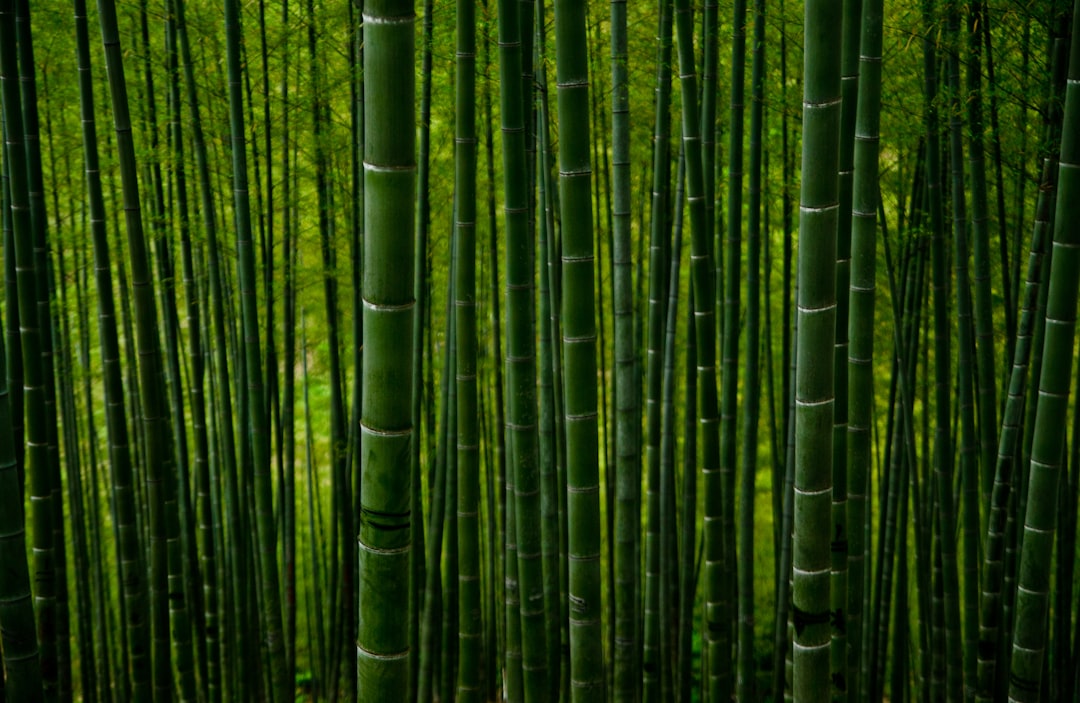 Bamboo