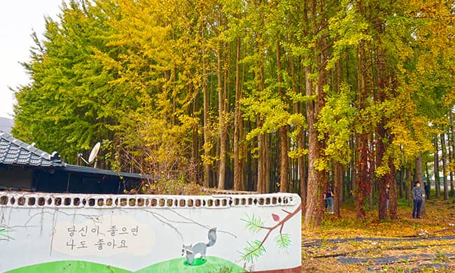 도리마을-은행나무숲-전경