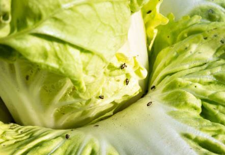배추 해충