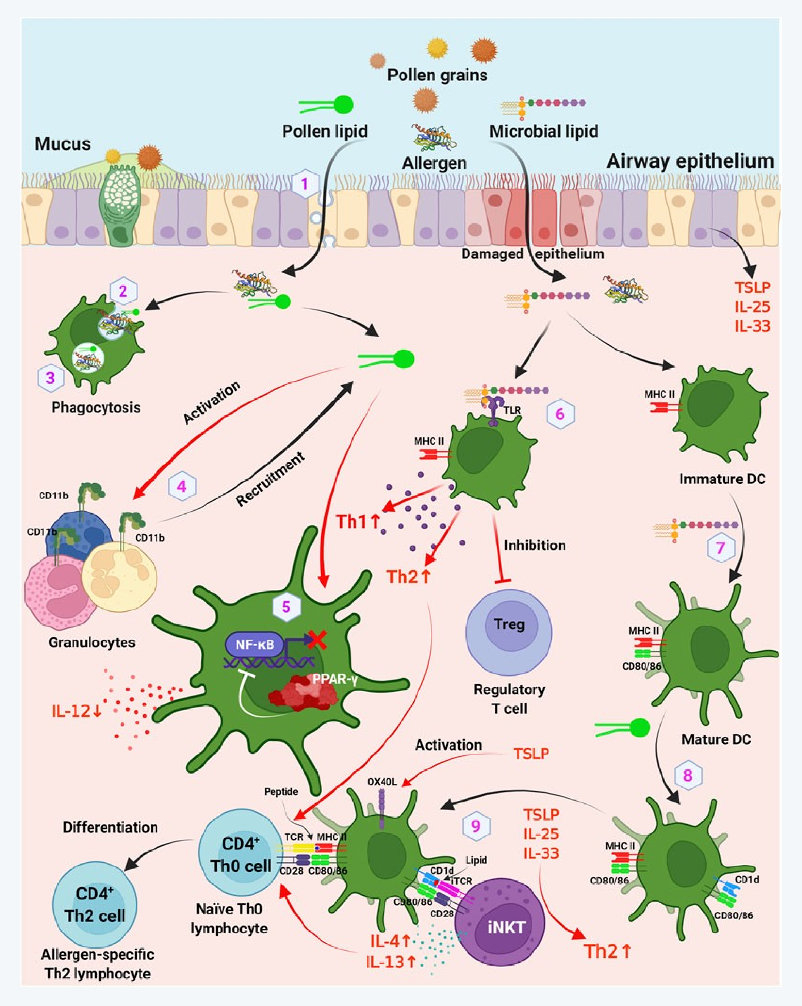 꽃가루와 알레르기