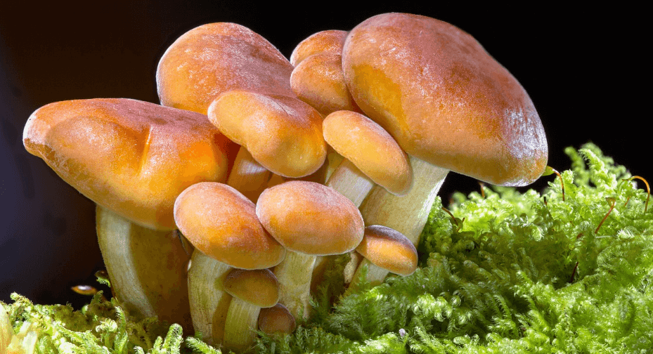 엽산이 많은 음식 사진 - 2188