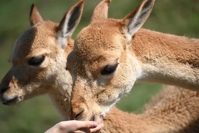 신세계 상품권으로 애슐리 뷔페 이용 꿀팁 정리_3