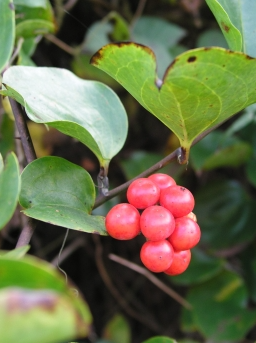 청미래덩굴 열매2