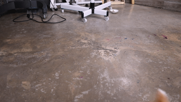 양치싫어하는고양이