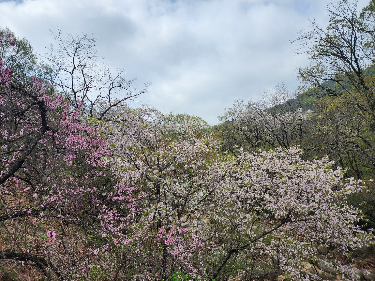 안양 수목원 이미지 사진