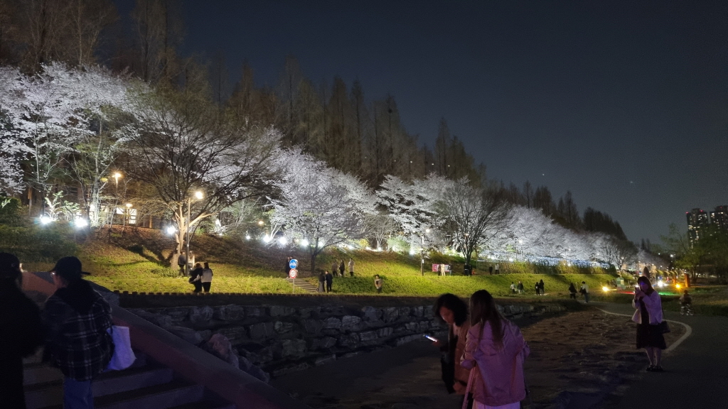 양재천벚꽃축제