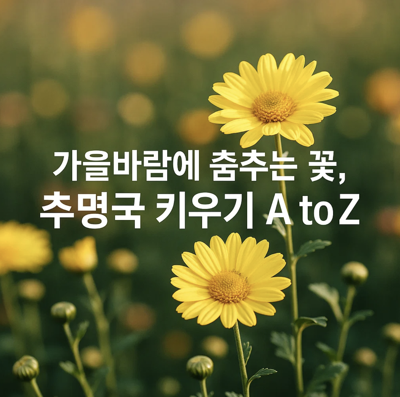 가을바람에 춤추는 꽃, 추명국 키우기 A to Z