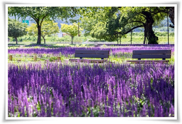 화초 &quot;맥문동&quot; 사계절 내내 우아한, 척박한 땅에서도 꽃 피우는 생명력!