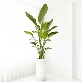 여인초 키우기, 꽃, 삼목, 물주기, 번식, 가격, 가지치기, 극락조와차이_29